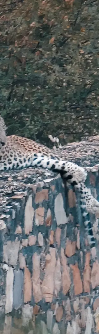 Sehr seltene Sichtung